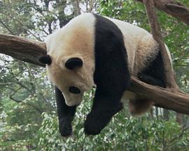 爱上大熊猫的海报